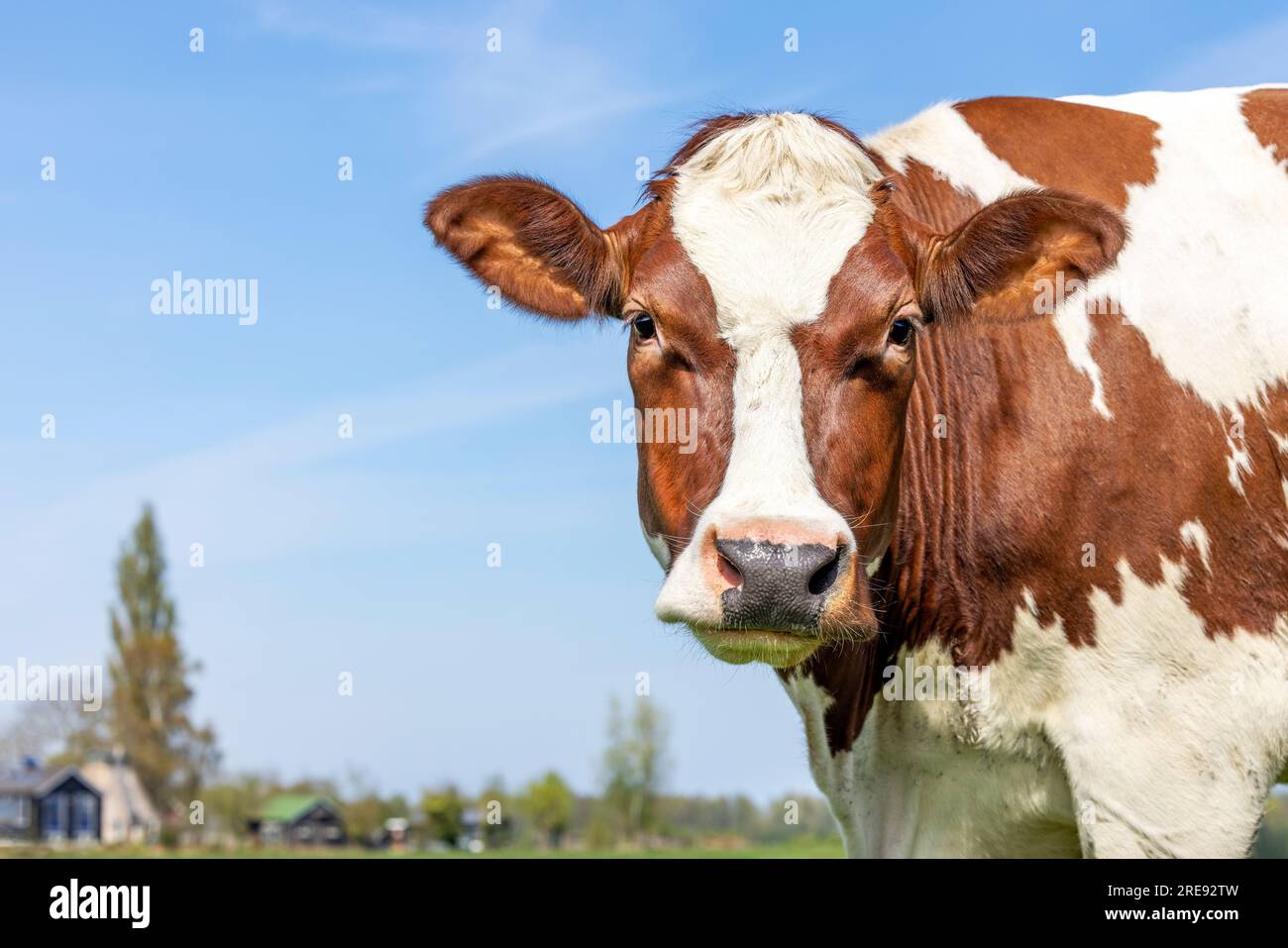 Fröhliche Kuh, rot und weiß, sanftes, neugieriges Porträt, rosa Nase, vor einem blauen Himmel Stockfoto