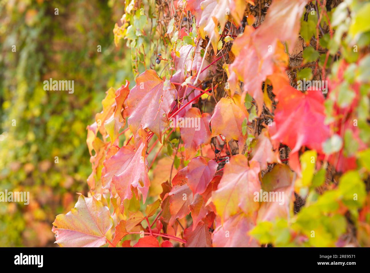 Voller Rahmen aus grünen, orangefarbenen und roten Weinblättern im sonnigen Garten Stockfoto