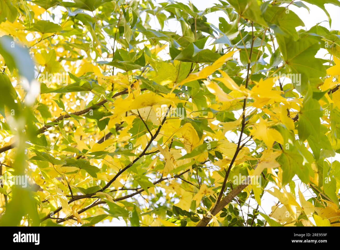 Voller Rahmen aus grünen und gelben Blättern von Bäumen am Himmel im sonnigen Garten Stockfoto