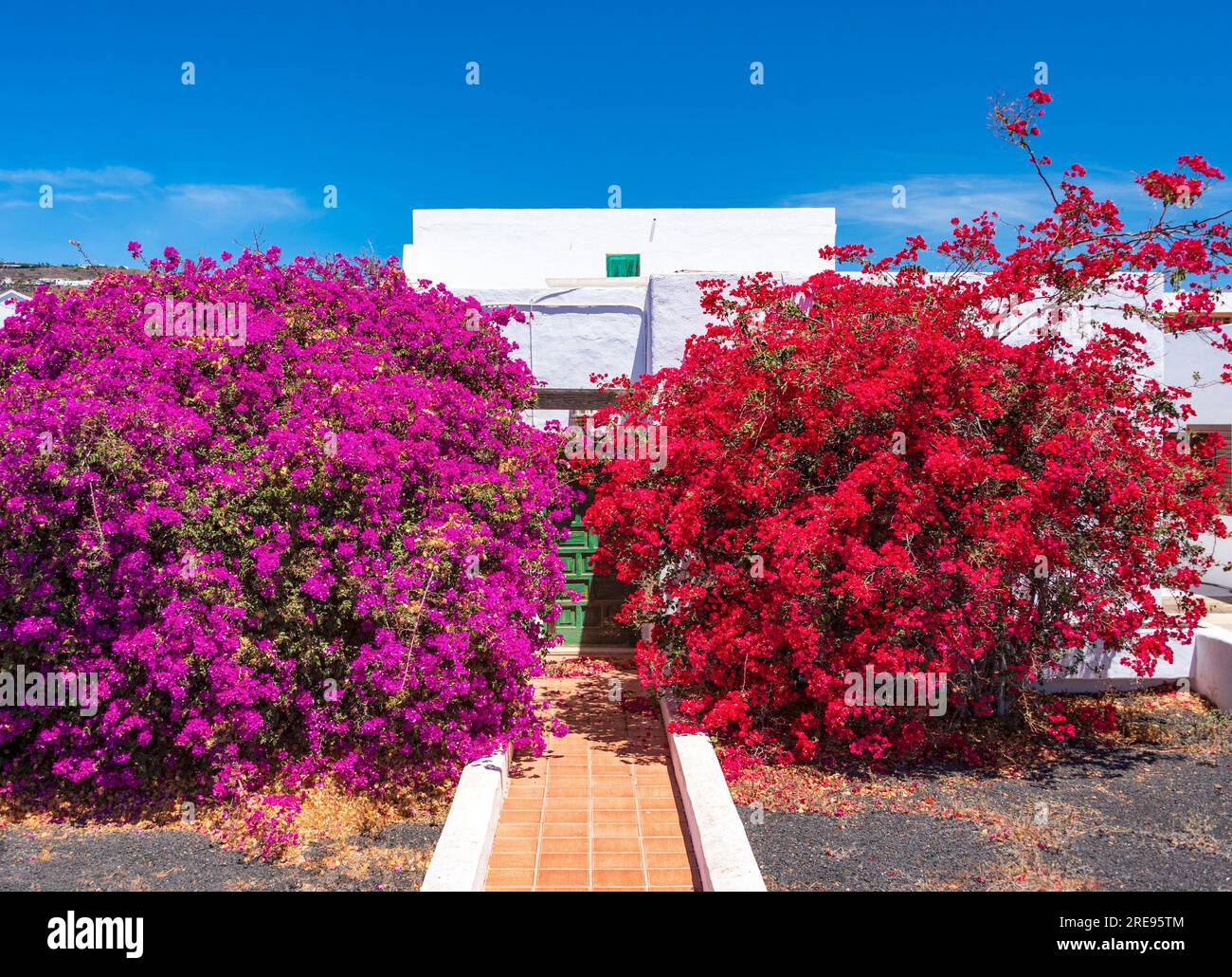 Traditionelle kanarische Architektur auf Lanzarote mit Bougaenvillea-Blumen Stockfoto