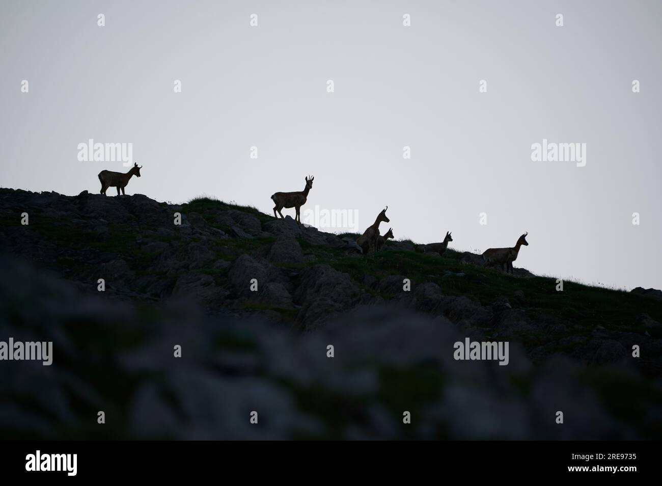 Von unten eine Silhouette von Hirschherden, die im Sommer in den Aragon-Pyrenäen in Bisaurin, Spanien, auf einem Berghang weiden Stockfoto