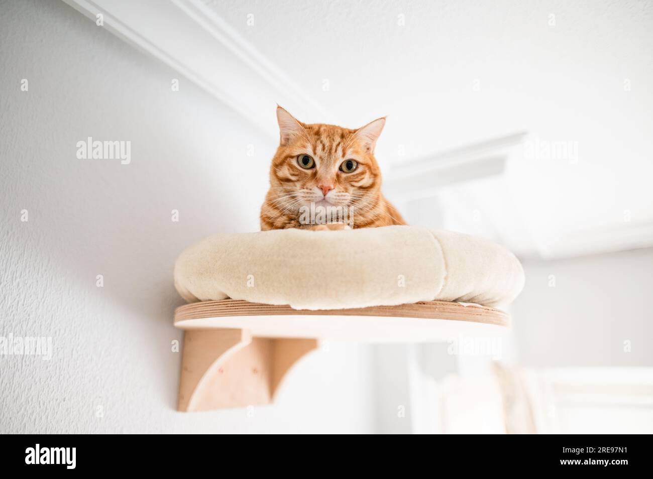 Süße Ingwerkatze, die auf dem Bett an der Wand nahe an der Decke des modernen Wohnzimmers liegt und in die Kamera schaut Stockfoto