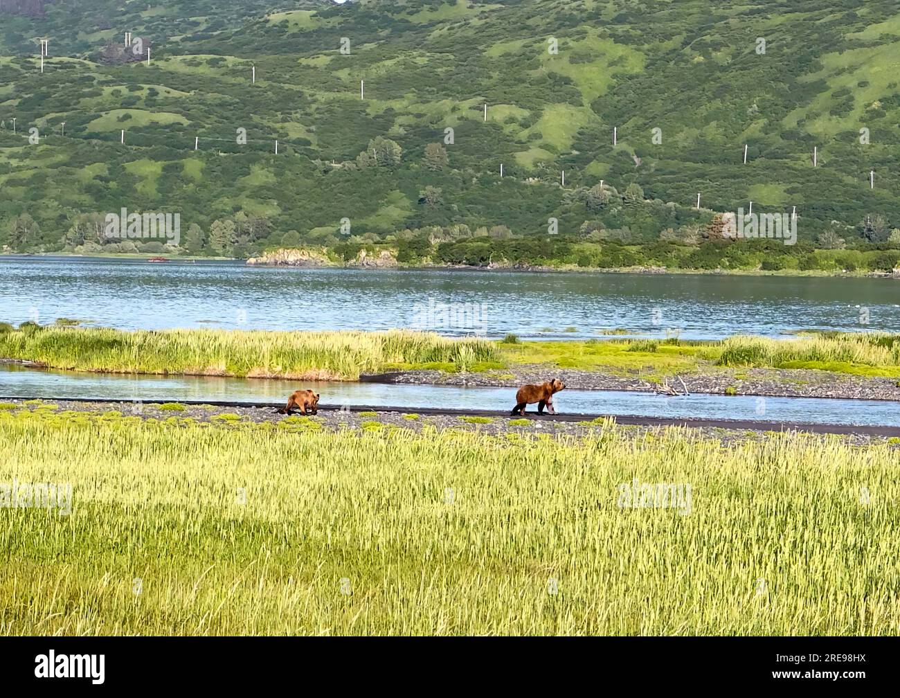 Kodiak Braunbär sät mit Jungtier entlang des russischen Flusses in Kodiak, Alaska. Stockfoto