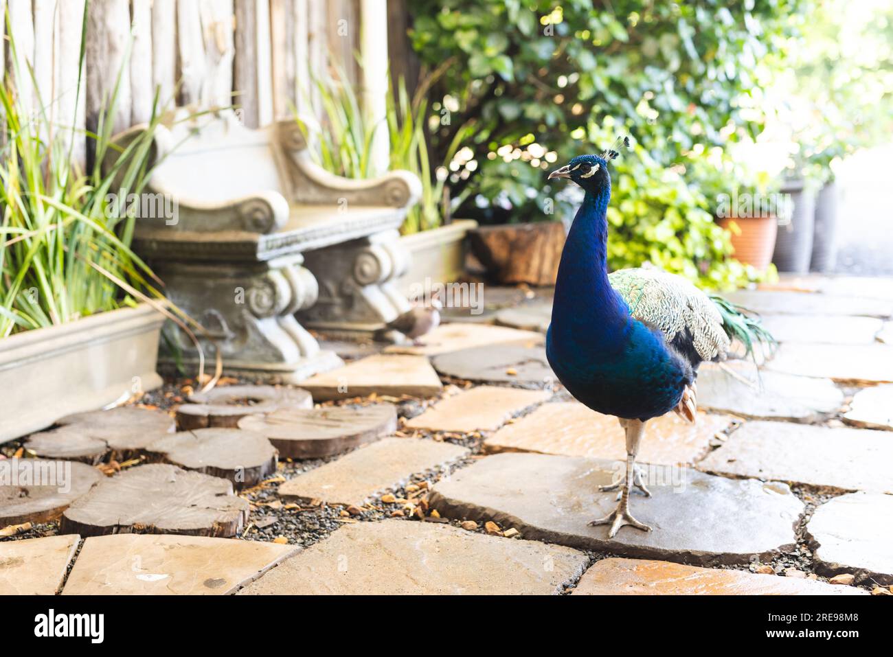 Nahaufnahme eines blauen Pfauens, der im Garten spaziert Stockfoto