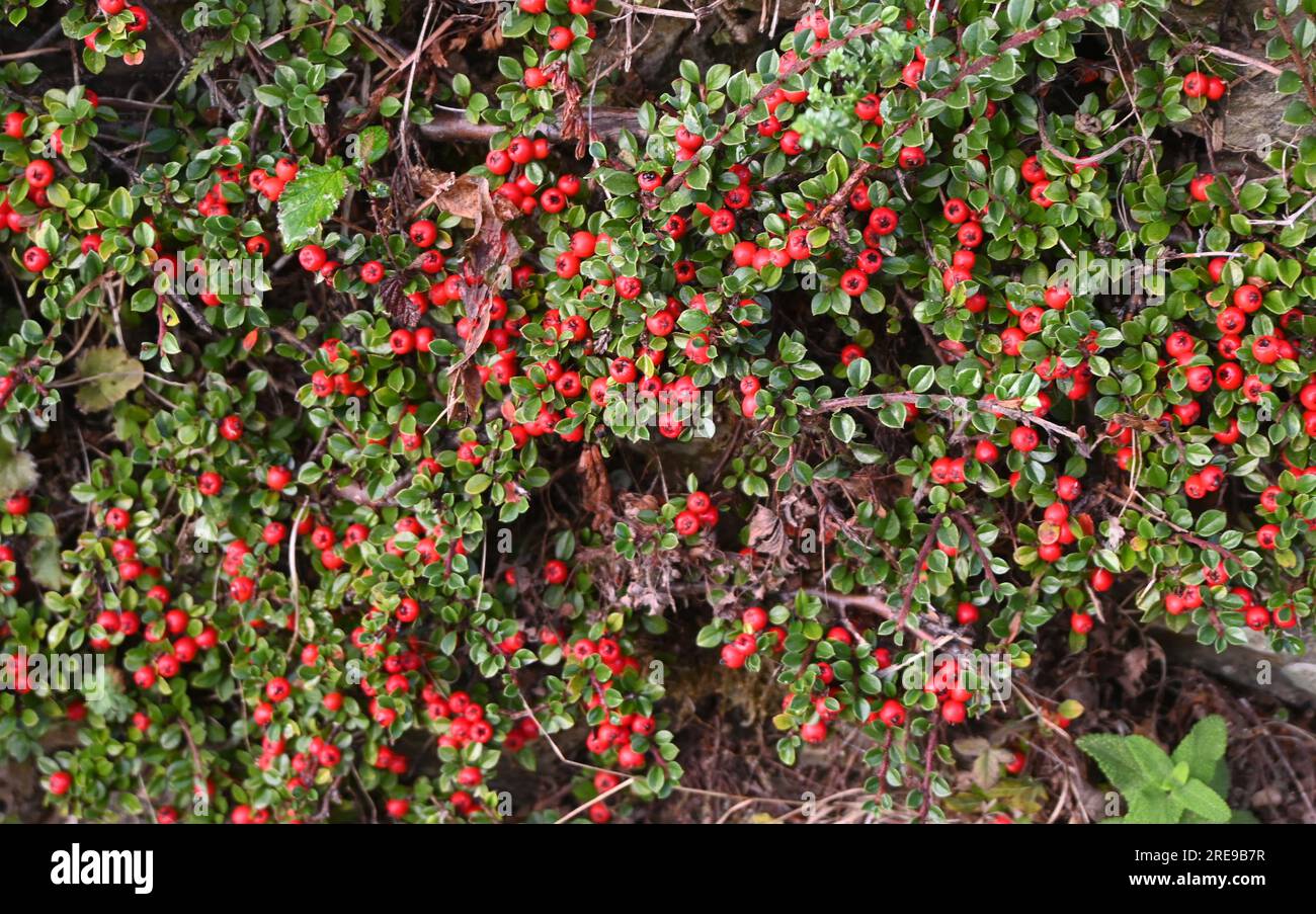 Bärentraubencotoneaster Stockfoto