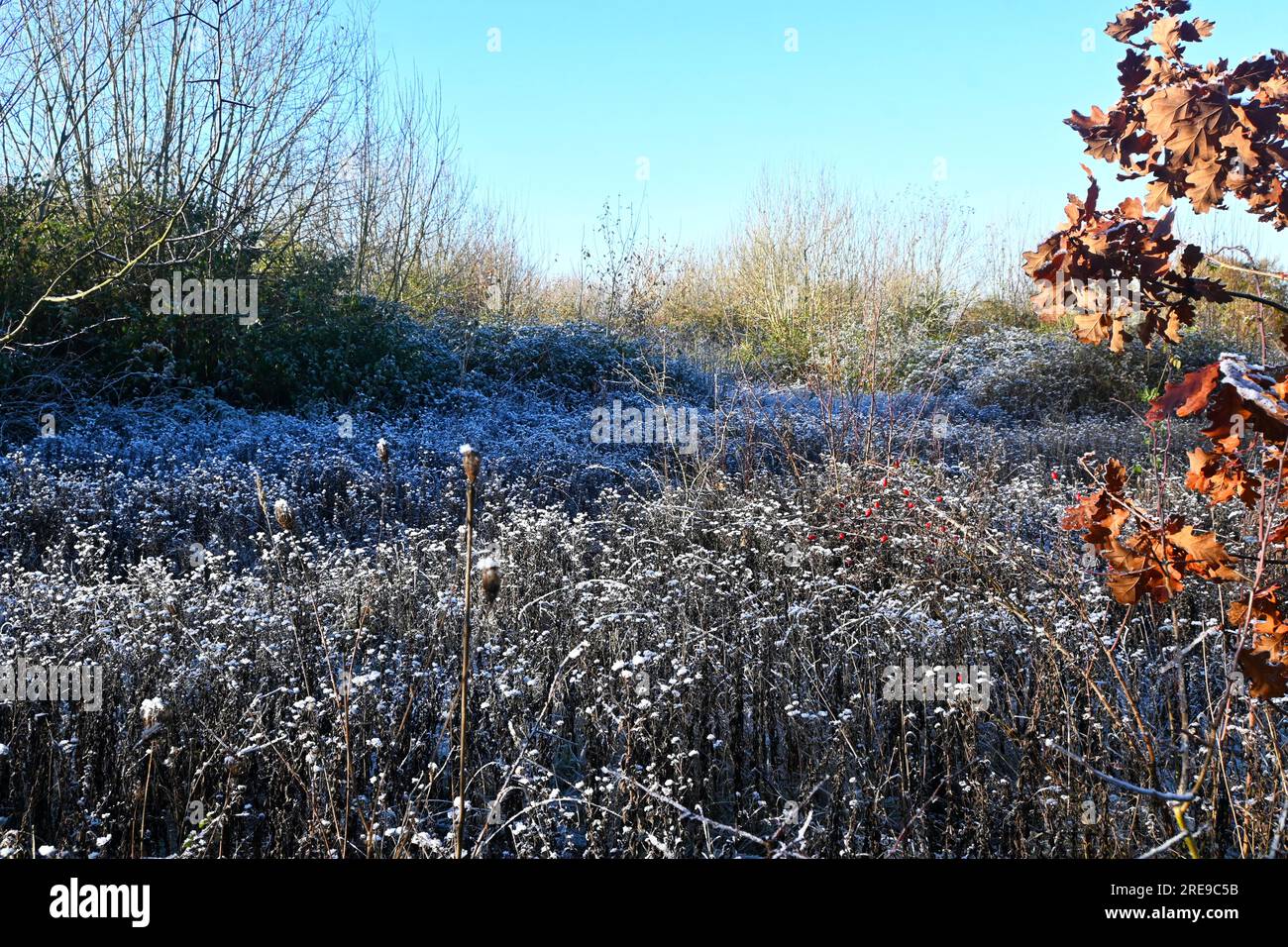 Frostige ländliche Landschaft Stockfoto