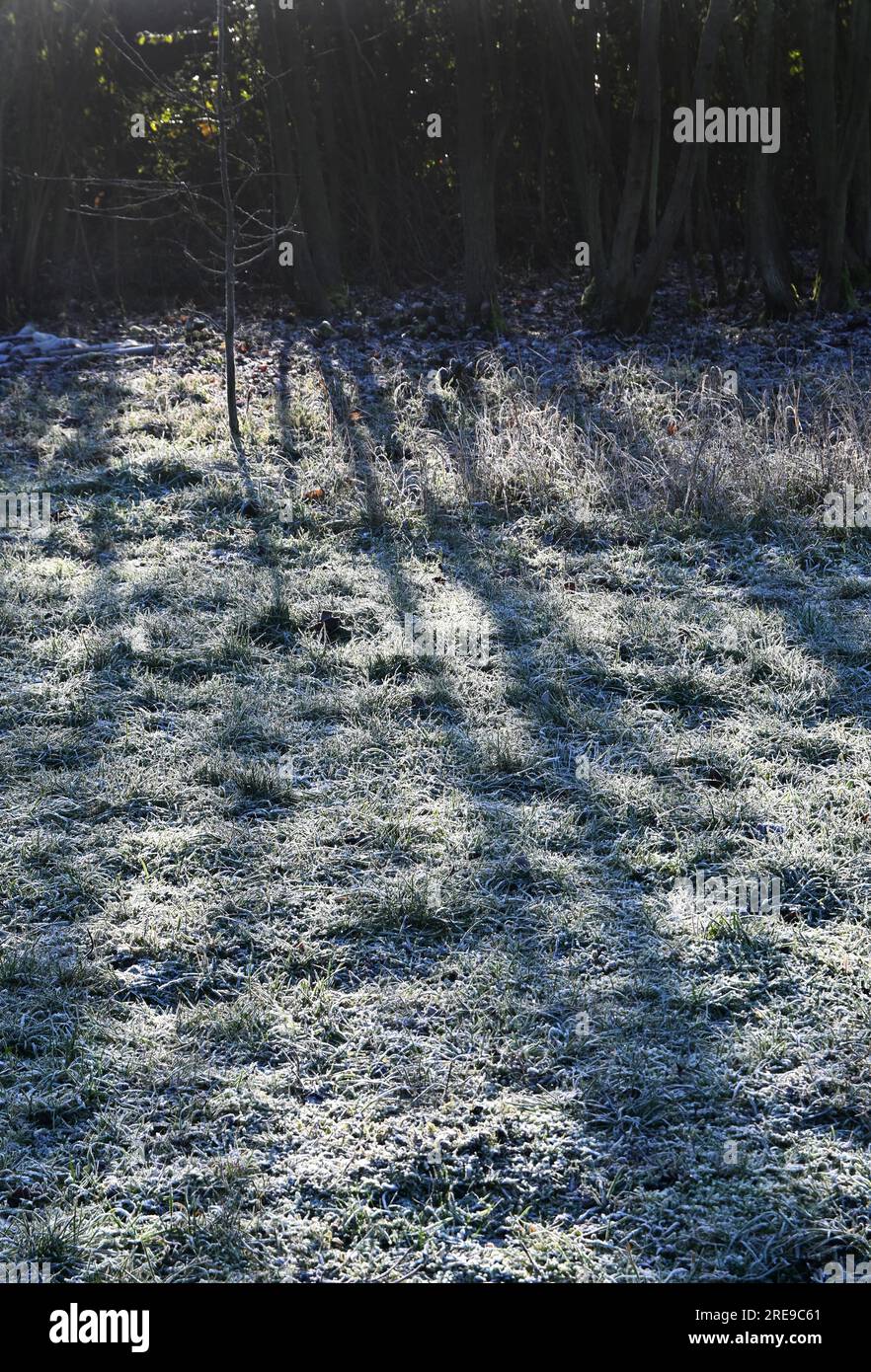 Baumschatten auf frostigem Gras Stockfoto