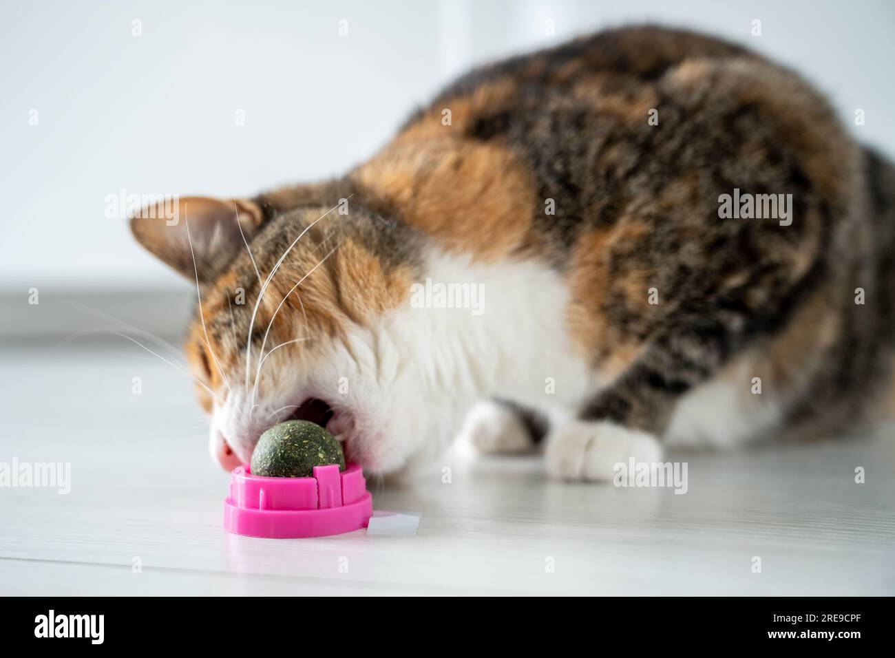 Verspielter Katzenfresser Spielzeugball im Kunststoffkoffer von Katzenminze für gesunde saubere Zähne zu Hause. Liebhaber von Haustieren Stockfoto