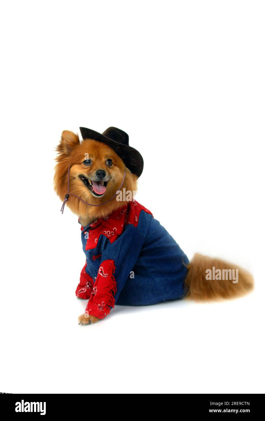 Das westliche Cowboy-Outfit sieht auf diesem Pommern bezaubernd aus. Er trägt einen Cowboyhut, Jeans und ein rotes Coboy-Hemd. Stockfoto