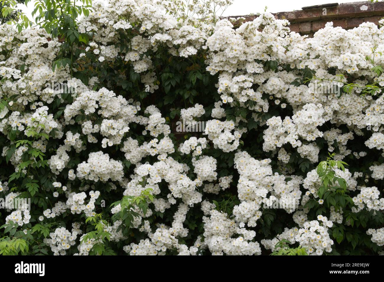 Weiße Sommerblumen von Rassler Rose, Rosa Rambling Rektor im britischen Garten Juni Stockfoto
