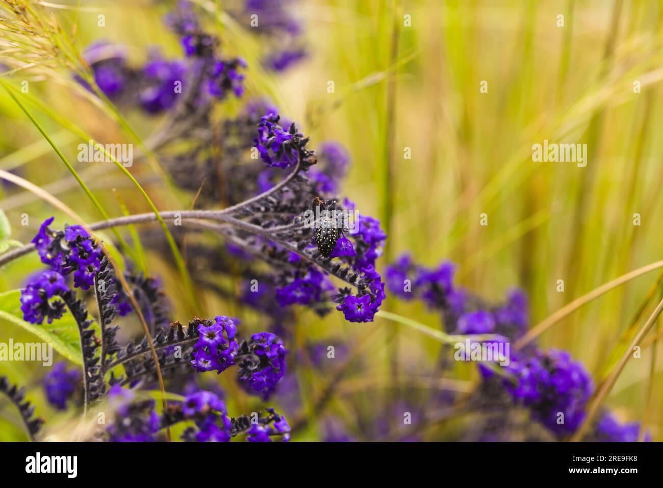 Violette Blumen und hohe Wiesengräser im Garten, selektiver Fokus, Kopierraum Stockfoto