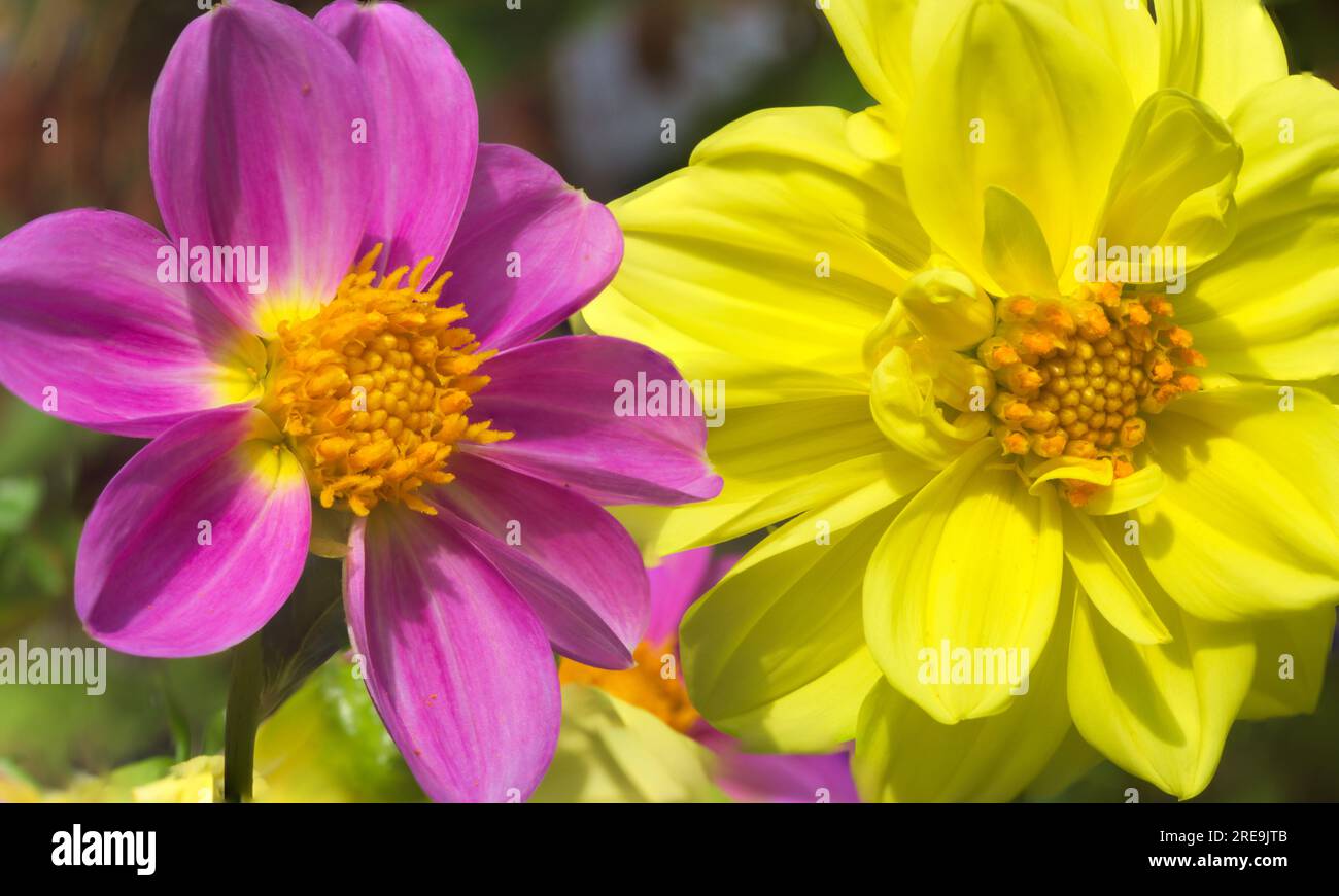 Gestapeltes Bild. . Halbmakro. Dahlias Pink-Gelb-Mischung. Große Blumen Rosa und gelb. Zentralschottland Großbritannien Stockfoto