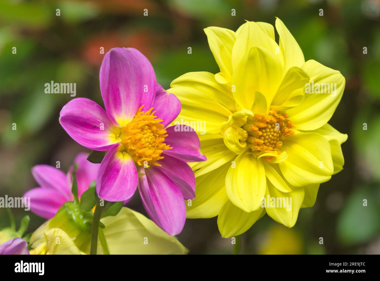 Gestapeltes Bild. . Halbmakro. Dahlias Pink-Gelb-Mischung. Große Blumen Rosa und gelb. Zentralschottland Großbritannien Stockfoto