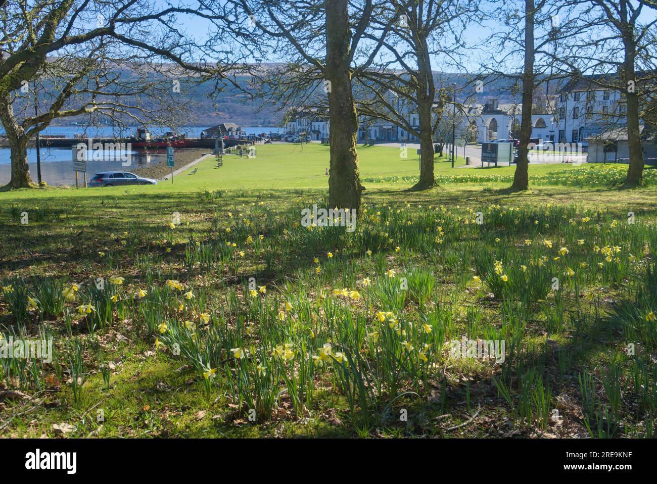 Blick nach Osten auf Loch Fyne und Pier in Inveraray, Grass Aussichtspunkt mit war Memorial. Frühlingsnarzissen. Inveraray, Loch Fyne, Argyll und Bute Scotland. Stockfoto