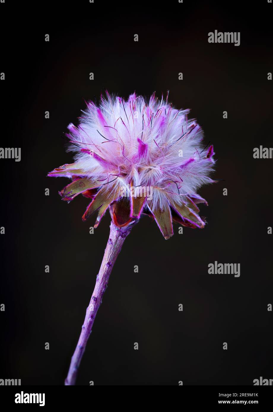 Der ungewöhnliche Blütenkopf einer australischen Pflanze, die Hairy Mulla Mulla (Ptilotus Helipteroides), fotografiert vor einem schlichten dunklen Hintergrund Stockfoto