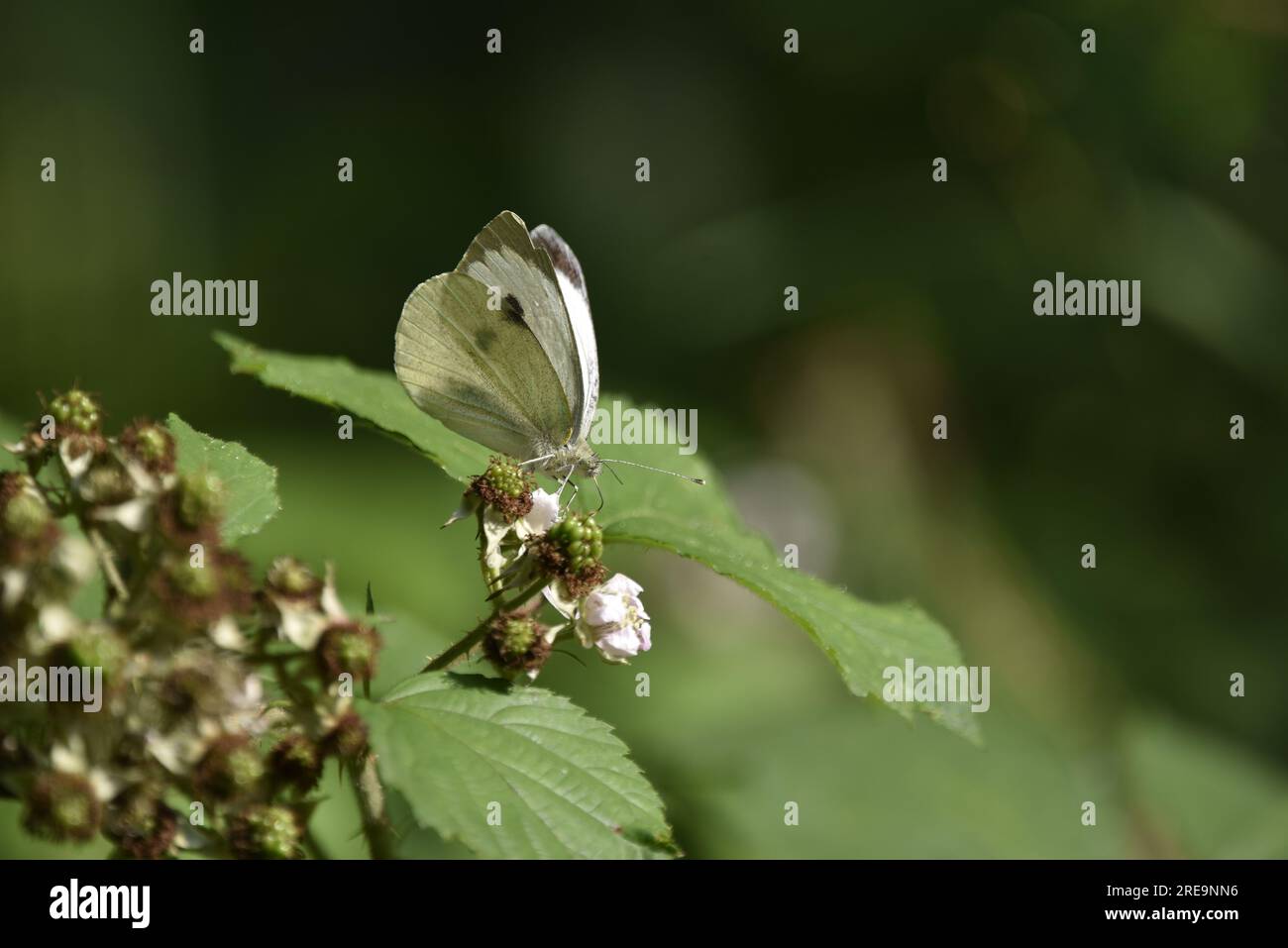 Rechtes Profil, Bild eines großen weißen Schmetterlings (Pieris brassicae) mit scharfen Gesichtsmerkmalen, hoch oben auf einer Brombeerblume, in Wales, Großbritannien Stockfoto