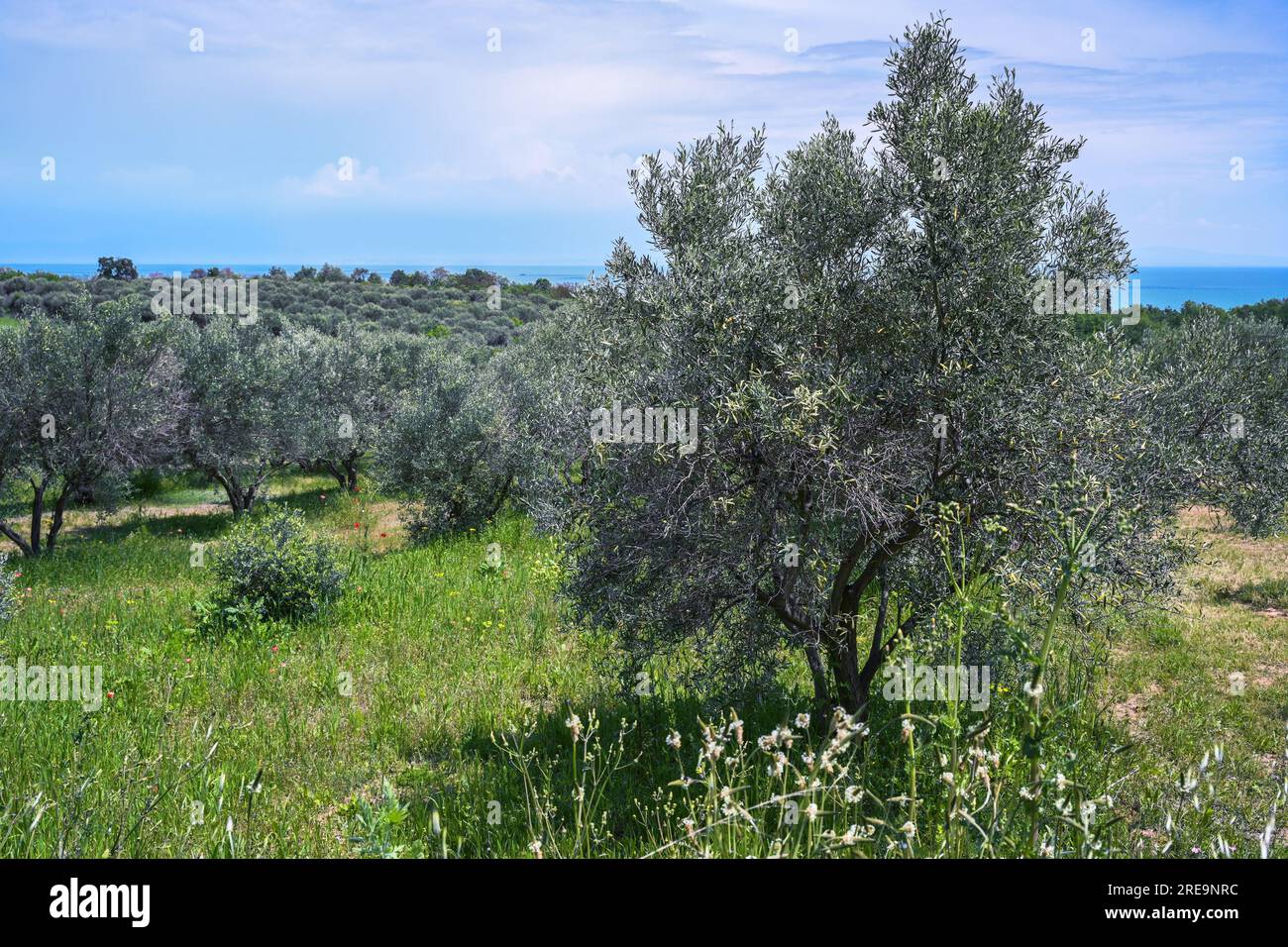 Olivenbaum im Gras auf einer Plantage am Mittelmeer, traditionelle Landwirtschaft in Griechenland, globaler Export von Obst und Olivenöl, bewölkt Stockfoto