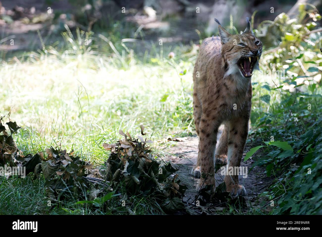 Lynx im Wald im Wilden Stockfoto