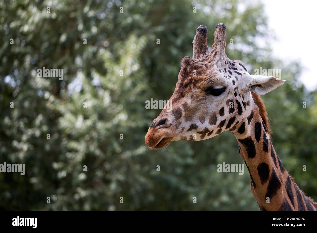 Giraffe in einem Porträt Stockfoto