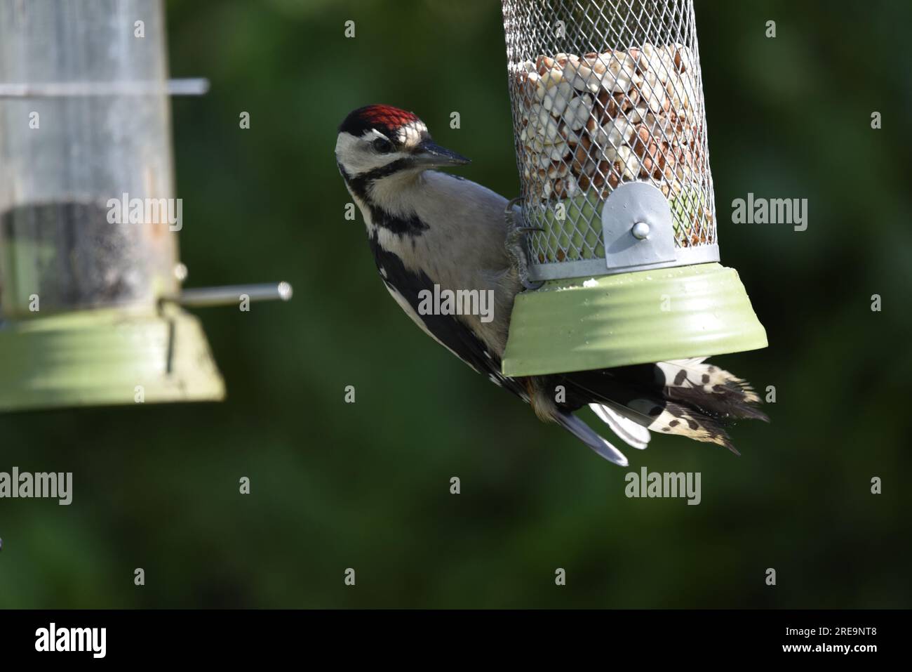 Juvenile Great Spotted Woodpecker (Dendrocopus Major), der sich an der linken Seite eines Nussfutters festklammert und auf Nuts blickt, an einem sonnigen Tag in Wales, Großbritannien aufgenommen Stockfoto