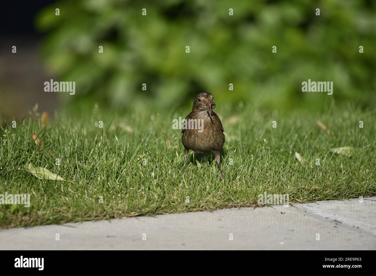 Weiblicher Schwarzvogel (Turdus merula), der auf dem Gras steht und der Kamera mit einem großen Wurm im Schnabel gegenübersteht, wurde im Juli in Wales (Großbritannien) aufgenommen Stockfoto