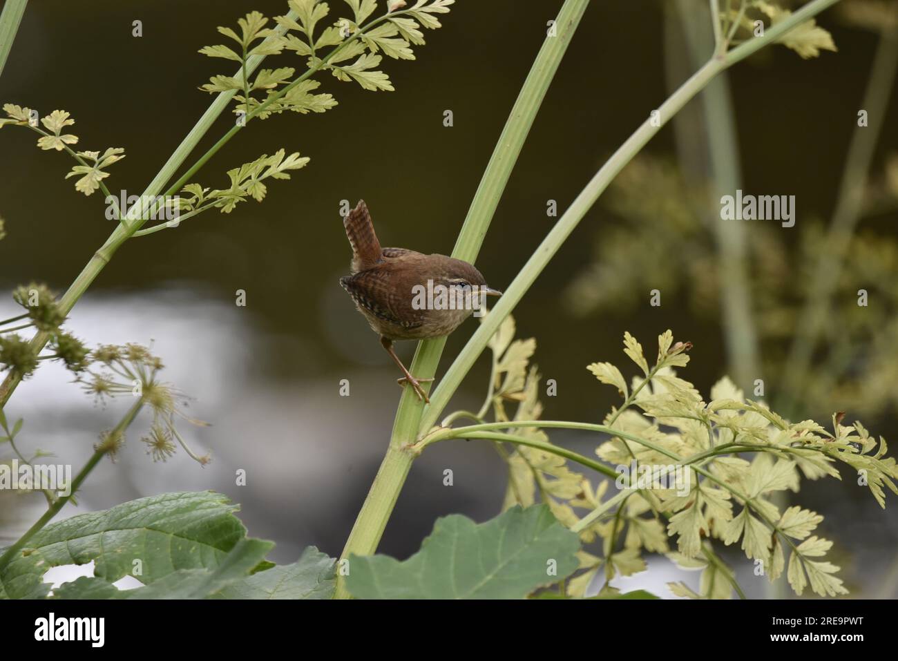 Winter Wren (Troglodytes troglodytes) hoch oben im rechten Profil auf grünem Stamm der Pflanze, vor einem Flusshintergrund, aufgenommen in Großbritannien im Juli Stockfoto
