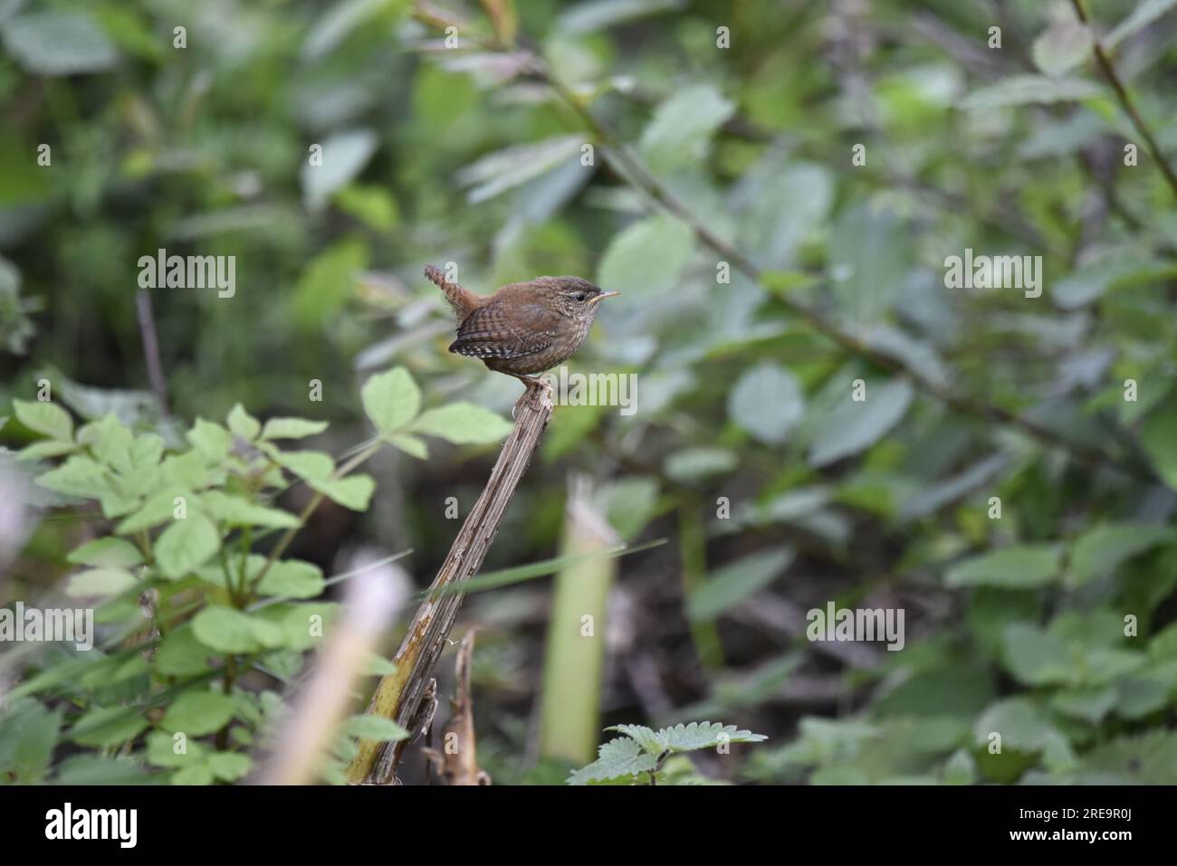 Winter Wren (Troglodytes troglodytes) hoch oben im rechten Profil mit Schwanz nach oben, auf einem Zweig im mittleren Vordergrund, mit grünem Blatthintergrund, Großbritannien Stockfoto