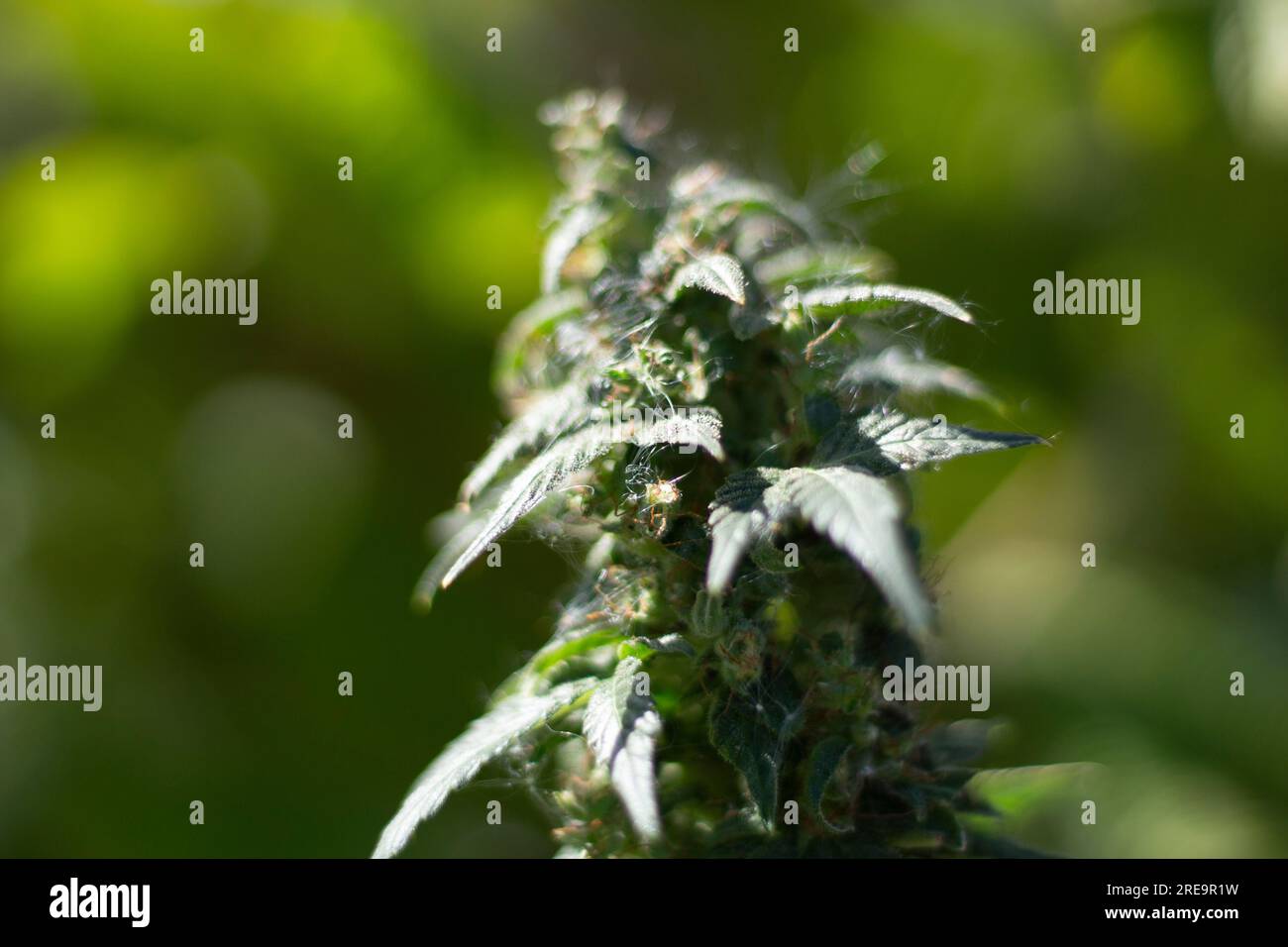 Marihuana wächst auf dem Feld. Cannabispflanze. Drogen sind gesundheitsschädlich. Hanfblätter in der Natur. Stockfoto