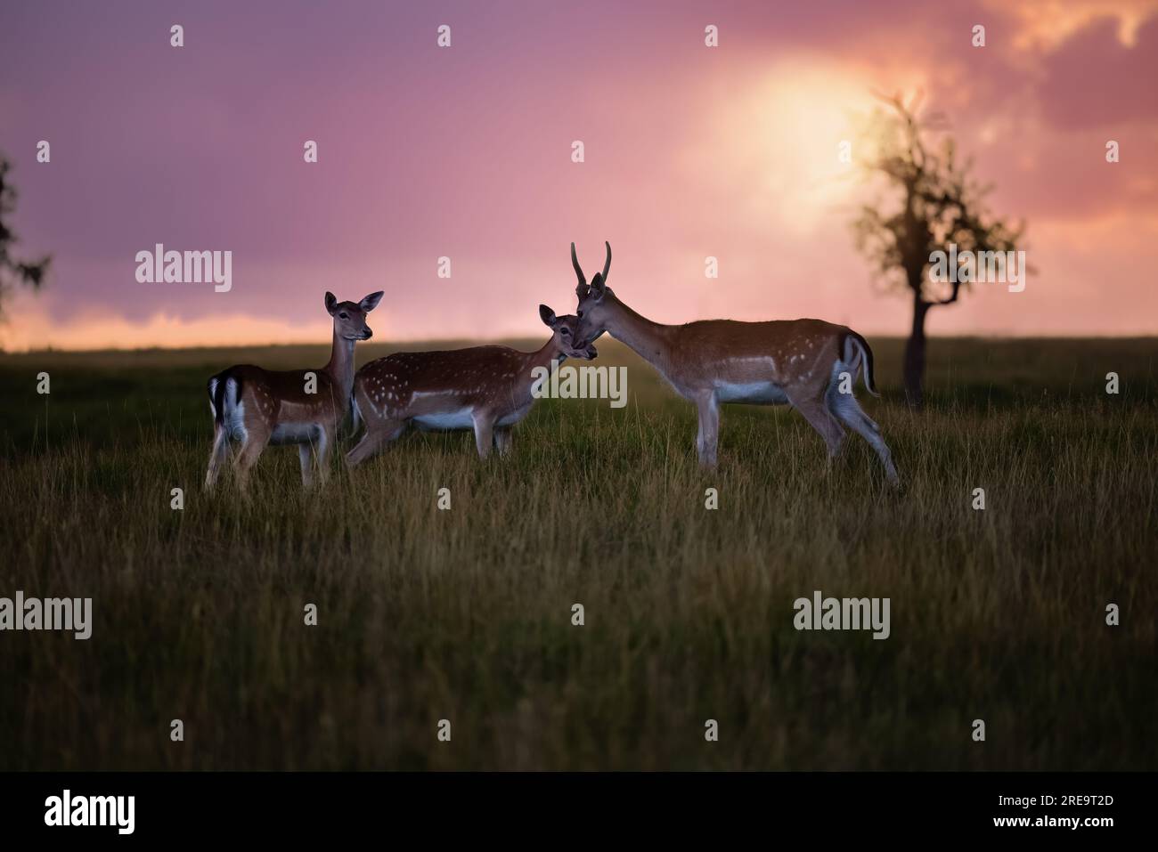 Ein paar Damhirsche auf einem Feld im warmen Licht des Sonnenuntergangs in Deutschland, Europa Stockfoto