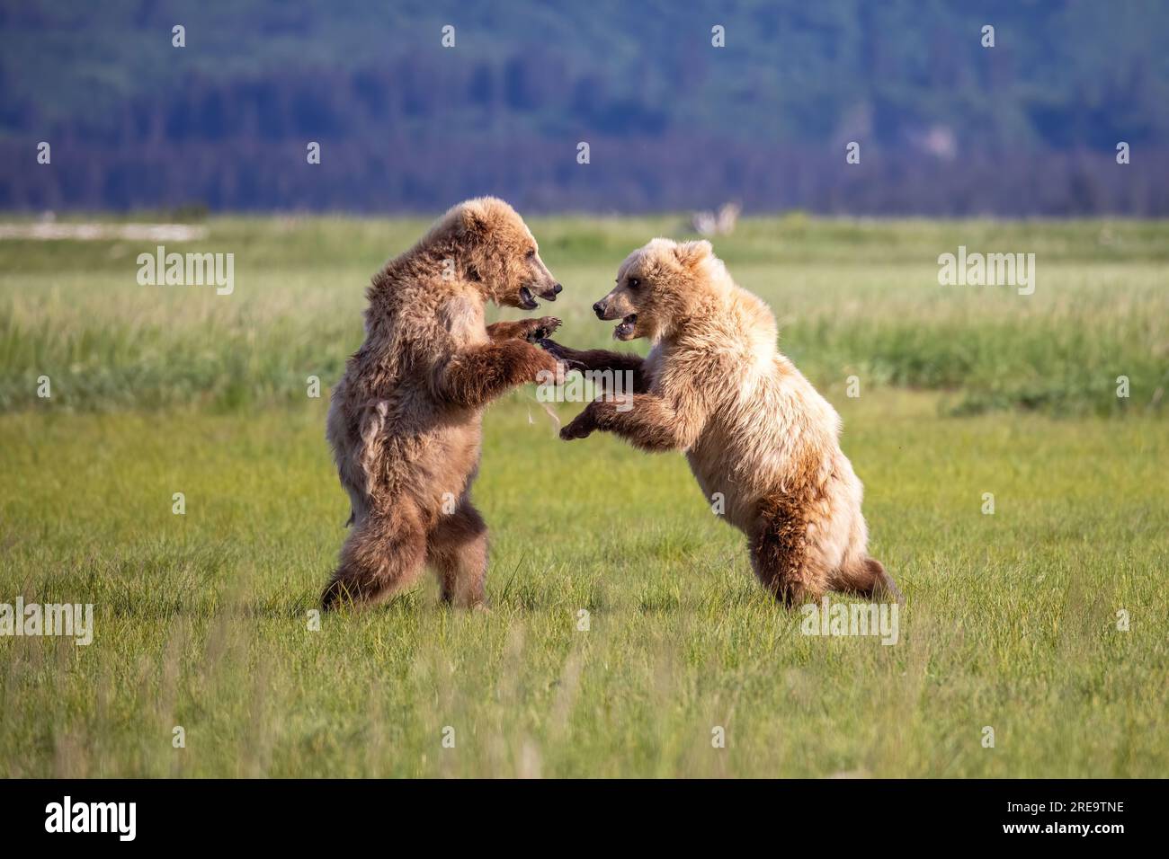 Zwei junge braune Bärenjungen an der Küste kämpfen auf der Wiese in der Hallo Bay im Kattmai-Nationalpark, Alaska. Stockfoto