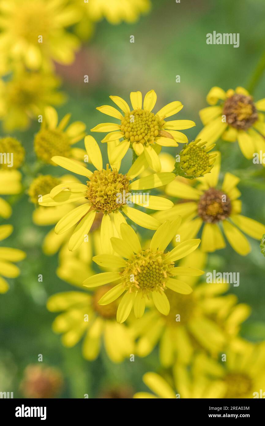 Vermutlich Ragwort / Senecio vulgaris, Senecio jacobaea. Leuchtend gelbe Blumen, aber ein invasives Gras für Bauern usw. Stockfoto