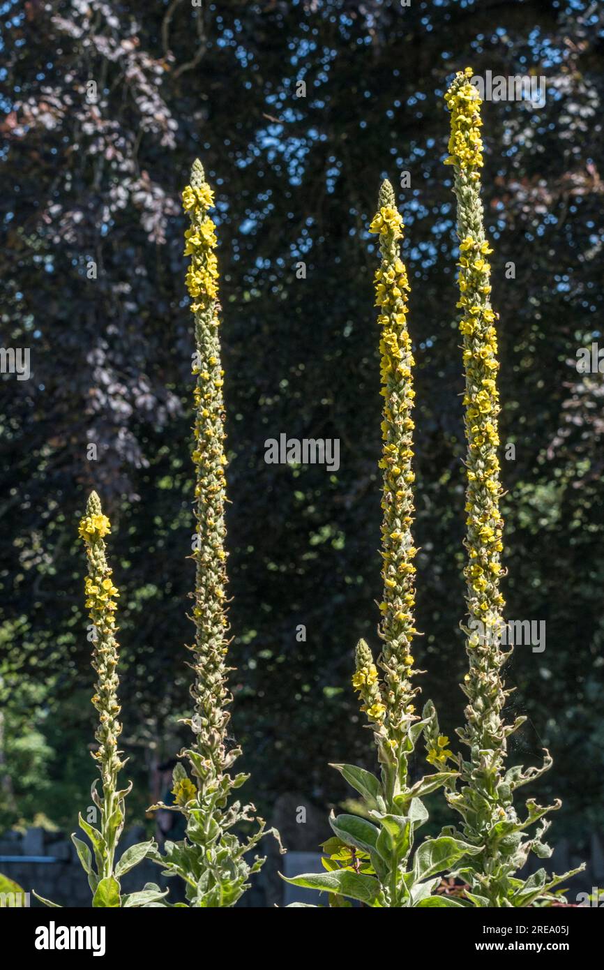 Große gelbe Blumenspitzen von Great Mullein/Veratrum thapsus (vielleicht eine Sorte). Berühmte Kräuterpflanze. Konzentrieren Sie sich auf 2 Hebel auf der rechten Seite. Stockfoto