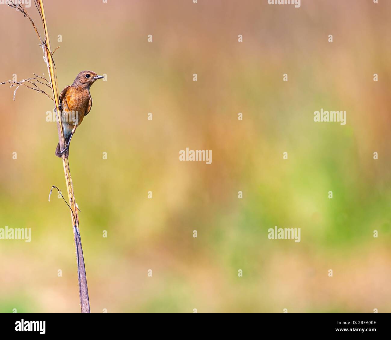 Ein Bush-Chat, der auf einem langen Gras steht Stockfoto