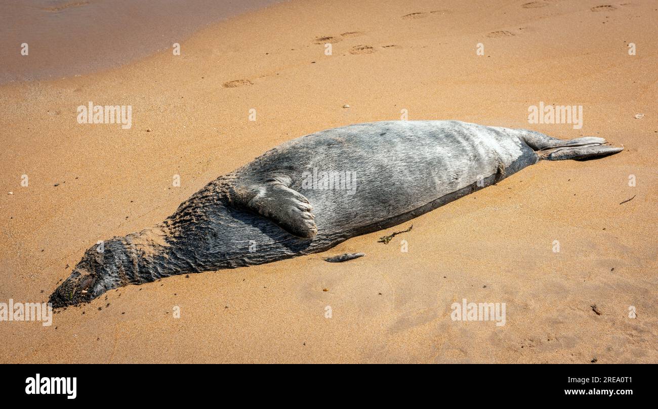Ein toter Seehund wurde am Strand von Low Newton-by-the-Sea in Embleton Bay, Northumberland, Großbritannien, angespült Stockfoto