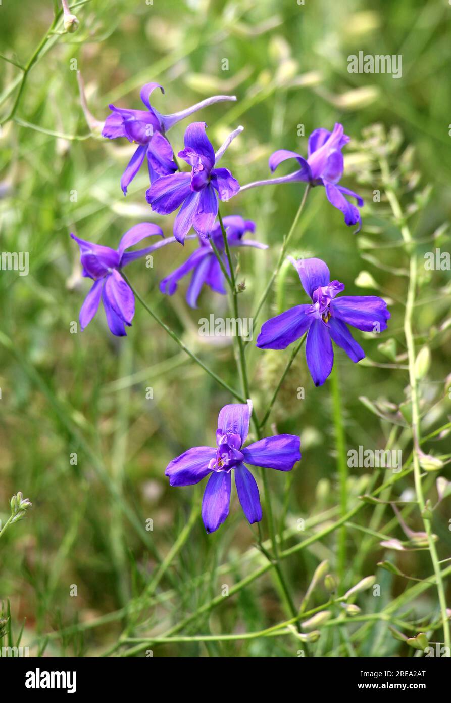 Consolidda regalis blüht auf dem Feld unter den Kulturen Stockfoto