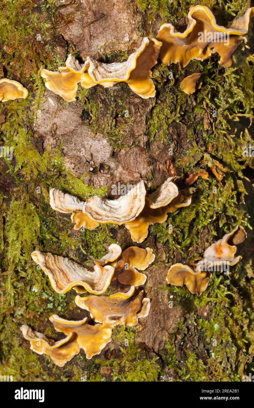 Stereum hirsutum (falscher putenschwanz) ist ein Pilz, der häufig mehrere Klammern auf abgestorbenem Holz bildet. Es ist auch ein Pflanzenpathogen, der Pfirsichbäume infiziert. Stockfoto