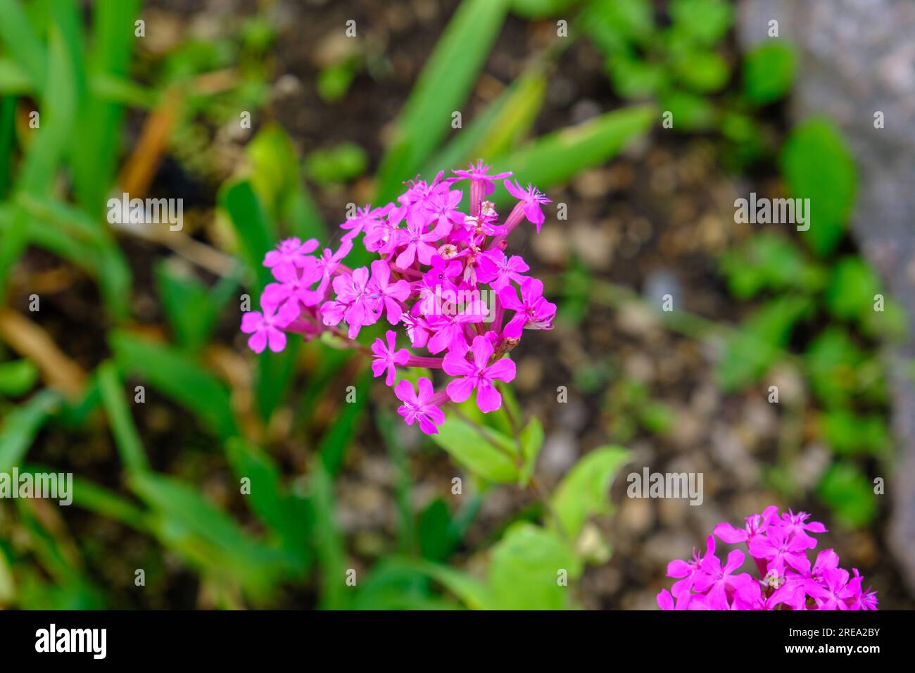 Sweet William Catchfly, eine Blumengruppe aus Silene armeria, die mit vielen purpurroten Blumen blüht. Wunderschöne, winzige Blumen. Stockfoto