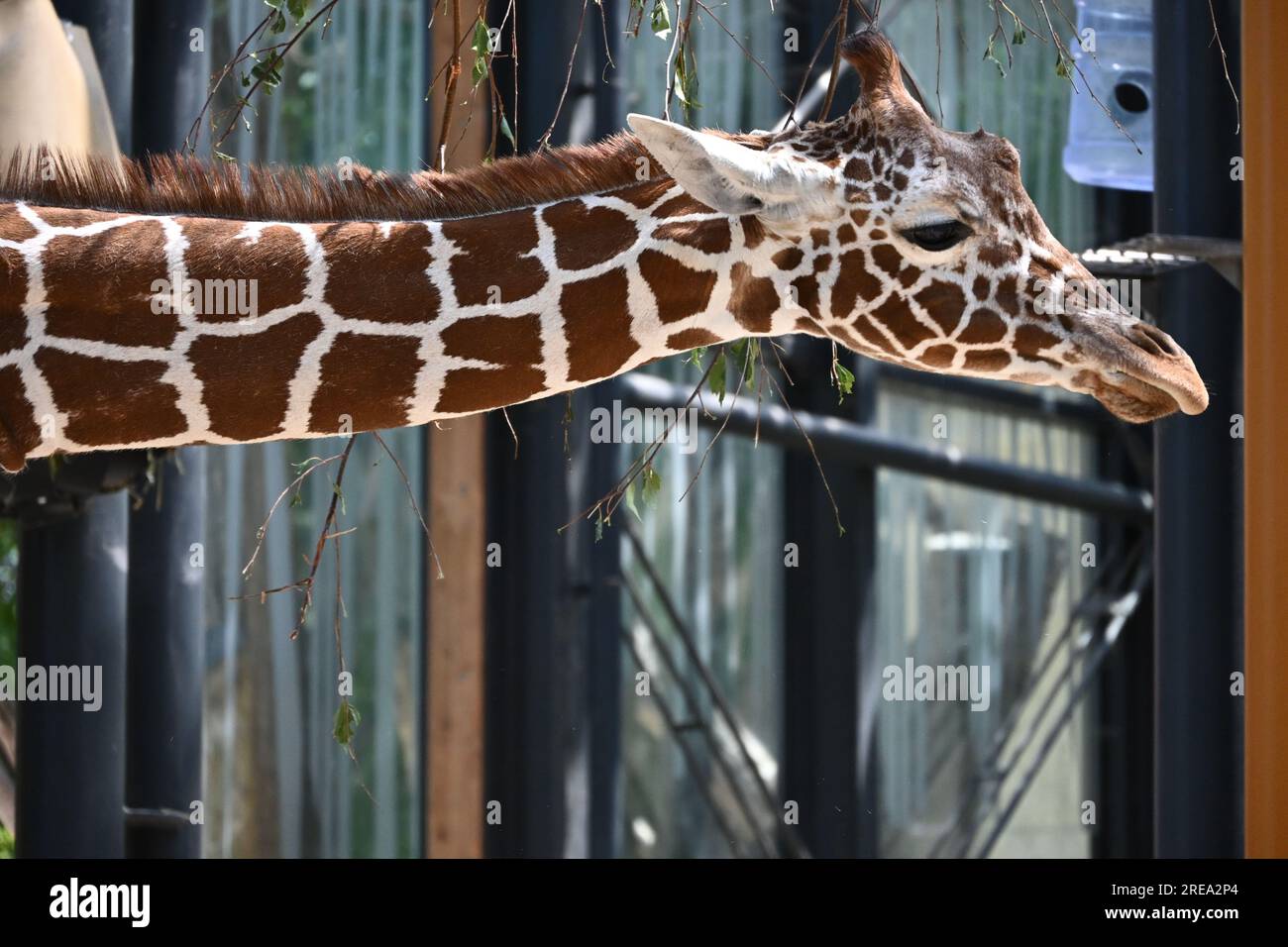 Kleine Giraffe Stockfoto