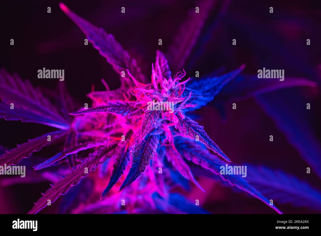 Makroaufnahme einer blühenden Cannabisknospe mit einem violetten, rosa Farbton auf schwarzem Hintergrund. Trichome und Haare von Marihuana-Knospenblüten im violetten Licht. Medizinisches Cannabis-Wachstumskonzept Stockfoto Makroaufnahme einer blühenden Cannabisknospe mit einem violetten, rosa Farbton auf schwarzem Hintergrund. Trichome und Haare von Marihuana-Knospenblüten im violetten Licht. Medizinisches Cannabis-Wachstumskonzept Stockfoto
