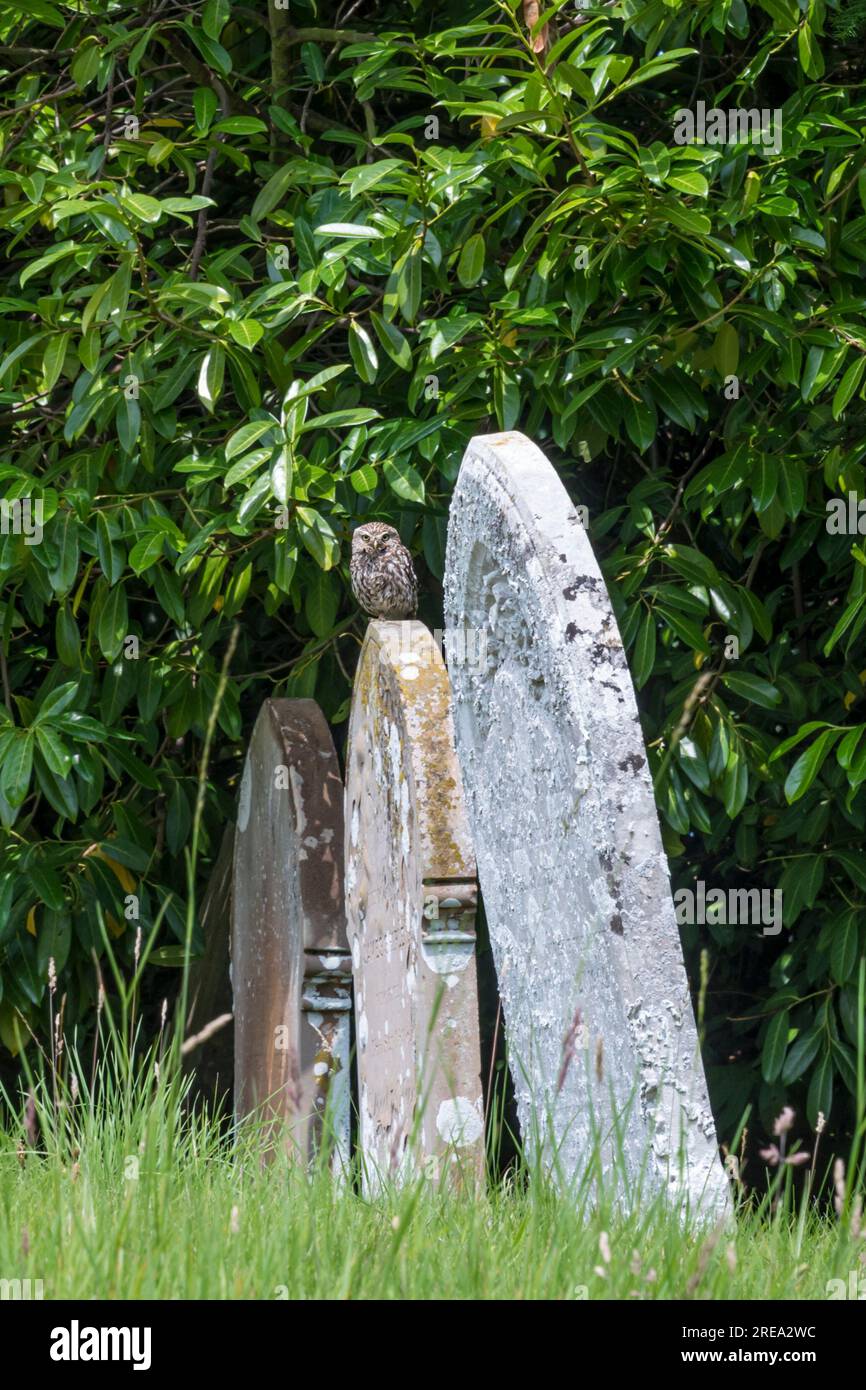 Kleine Eule, Athen noctua, hoch oben auf einem Grabstein in einem Friedhof in Norfolk. Stockfoto