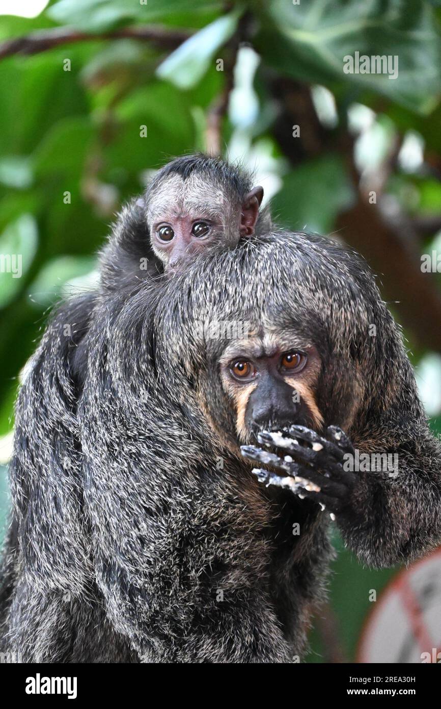 Weiße Saki-Frau und Baby Stockfoto