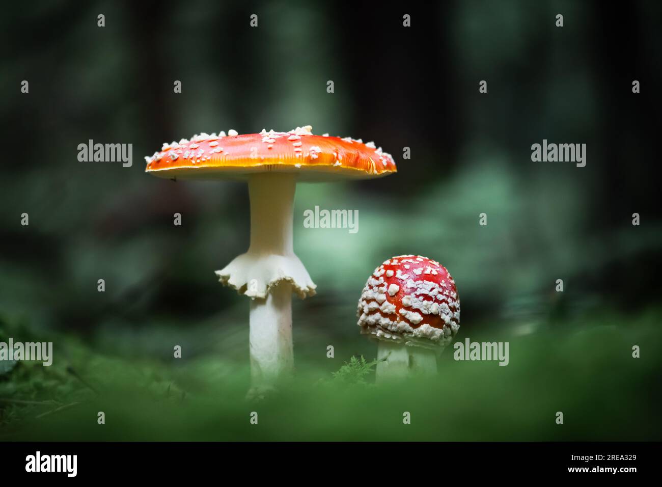 Fly Agaric (Amanita muscari) rothaarige halluzinogene toxische Pilze in dunklen Wäldern aus nächster Nähe Stockfoto