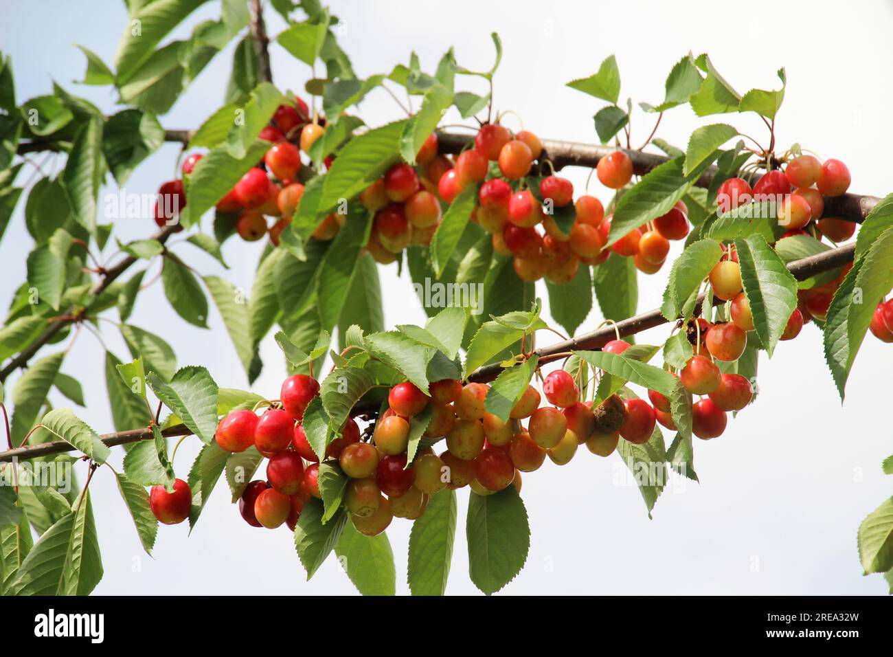 Süße Kirschbeeren (Prunus avium) reifen auf einem Baumzweig Stockfoto