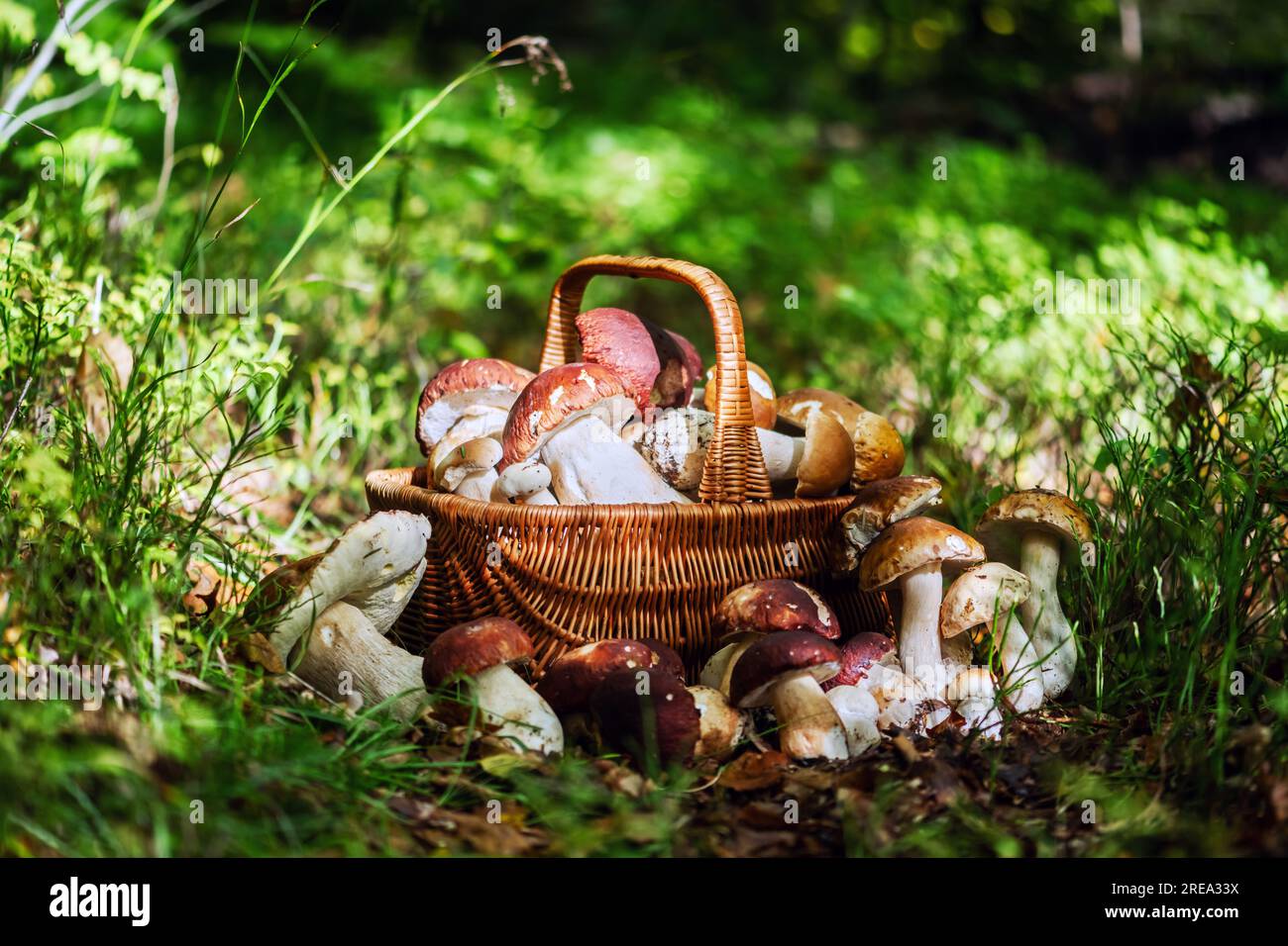 Korb mit essbaren weißen Pilzen in Waldgras. Boletus edulis. Sammle Porcini im Wald Stockfoto