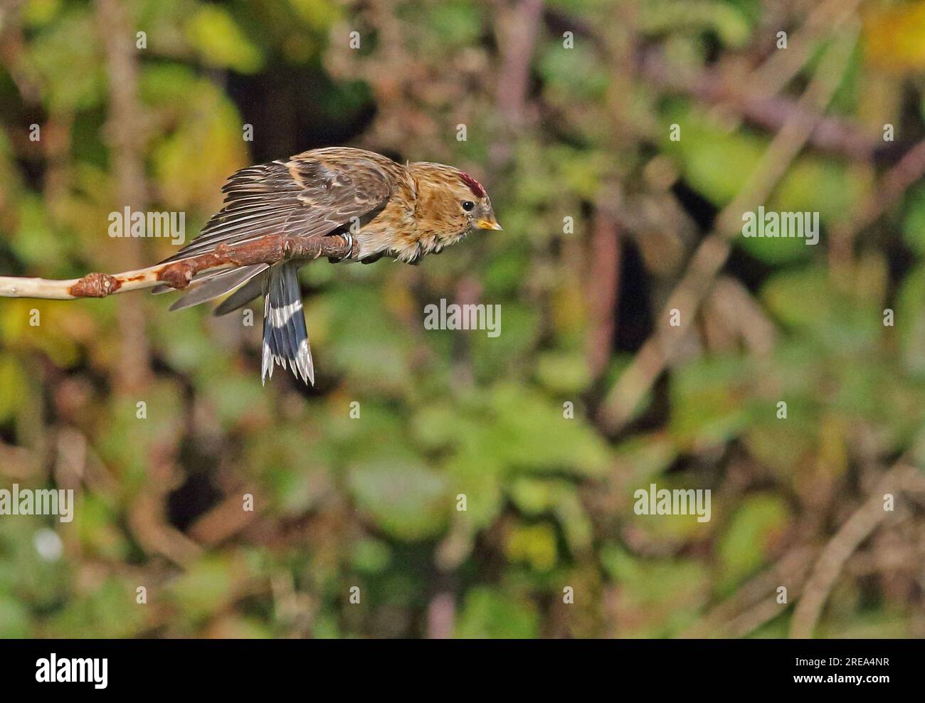 Lesser Redpoll (Carduelis Kabarett), weiblich auf einem Ast, kurz davor, Eccles-on-Sea zu fliegen, Norfolk, Großbritannien November Stockfoto