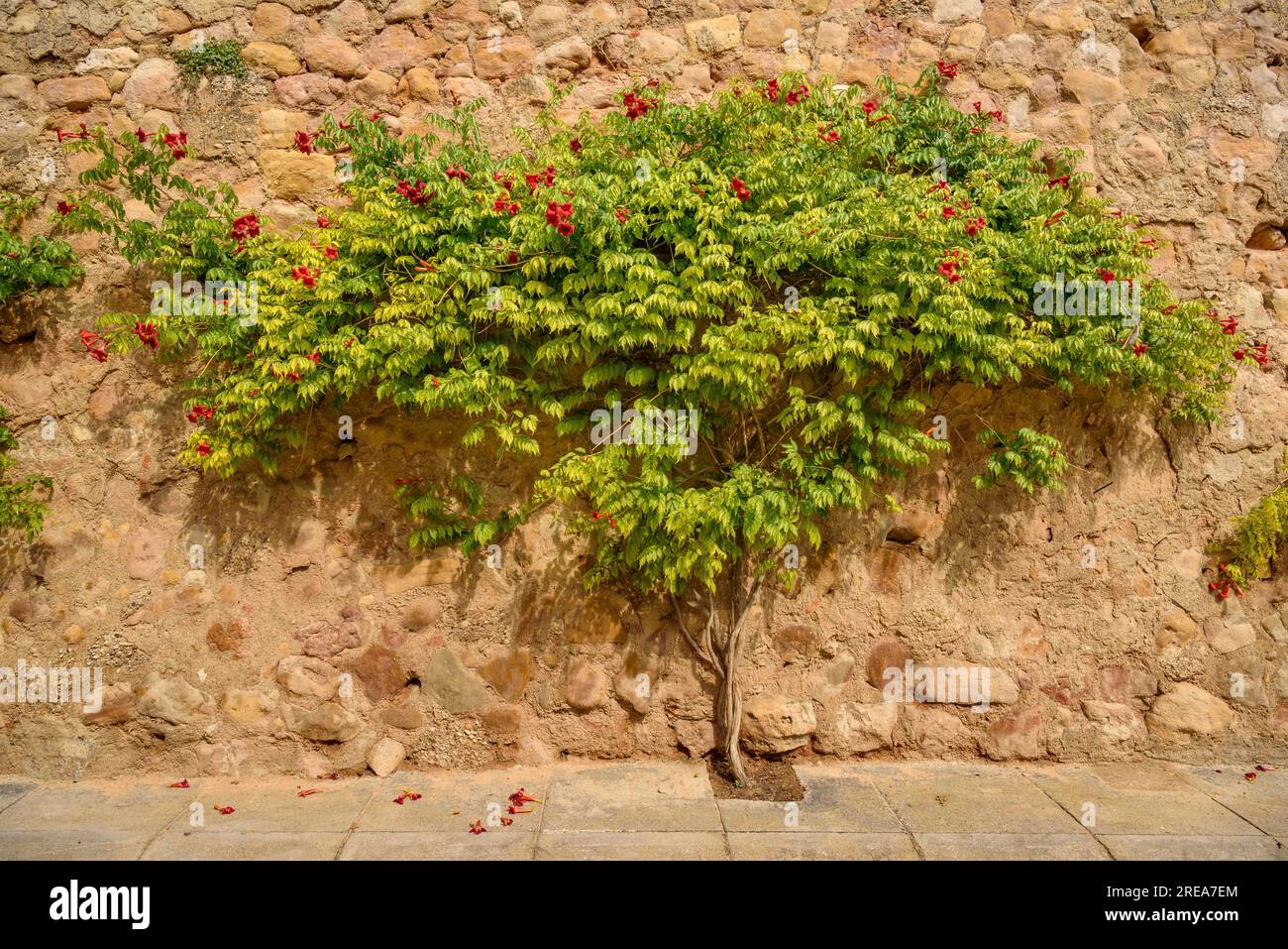 Angaben zum Dorf Bovera an einem Frühlingsnachmittag (Les Garrigues, Lleida, Katalonien, Spanien) ESP: Detalles del pueblo de Bovera (Lérida, España) Stockfoto