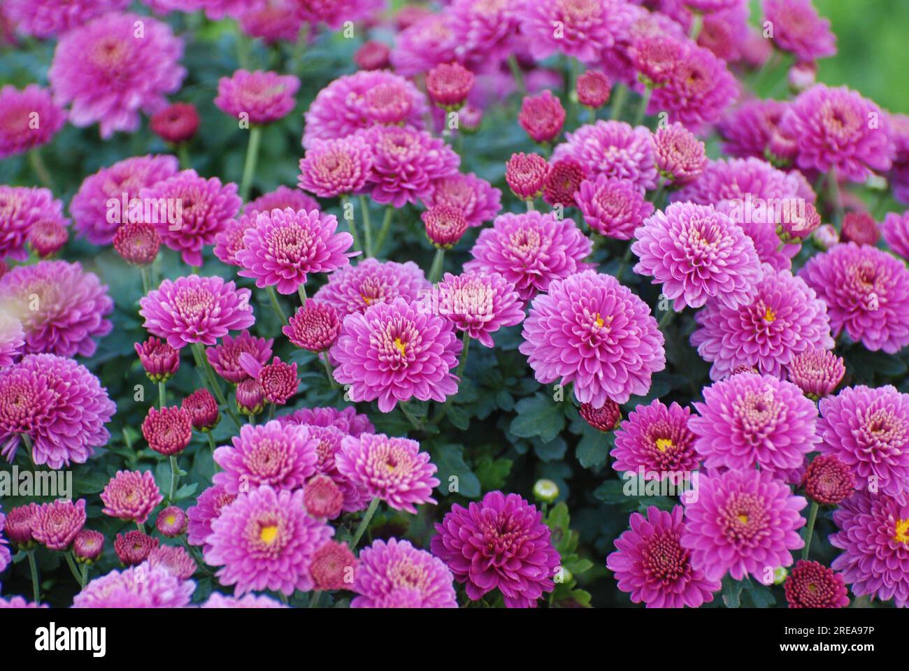 Violetter Blumenstrauß der Mutter, der am Morgen des Herbstes oder Herbstes eingenommen wird. Die Anlage stellt den Beginn einer neuen Saison und Thanksgiving dar. Stockfoto