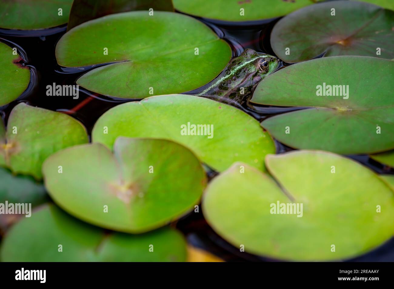 Frosch ruht sich aus. Ein grüner Poolfrosch, der auf Blättern sitzt. Pelophylax lessonae. Europäischer Frosch auf Seeroseblätter. Sumpffrosch mit Nymphaea-Blatt. Stockfoto