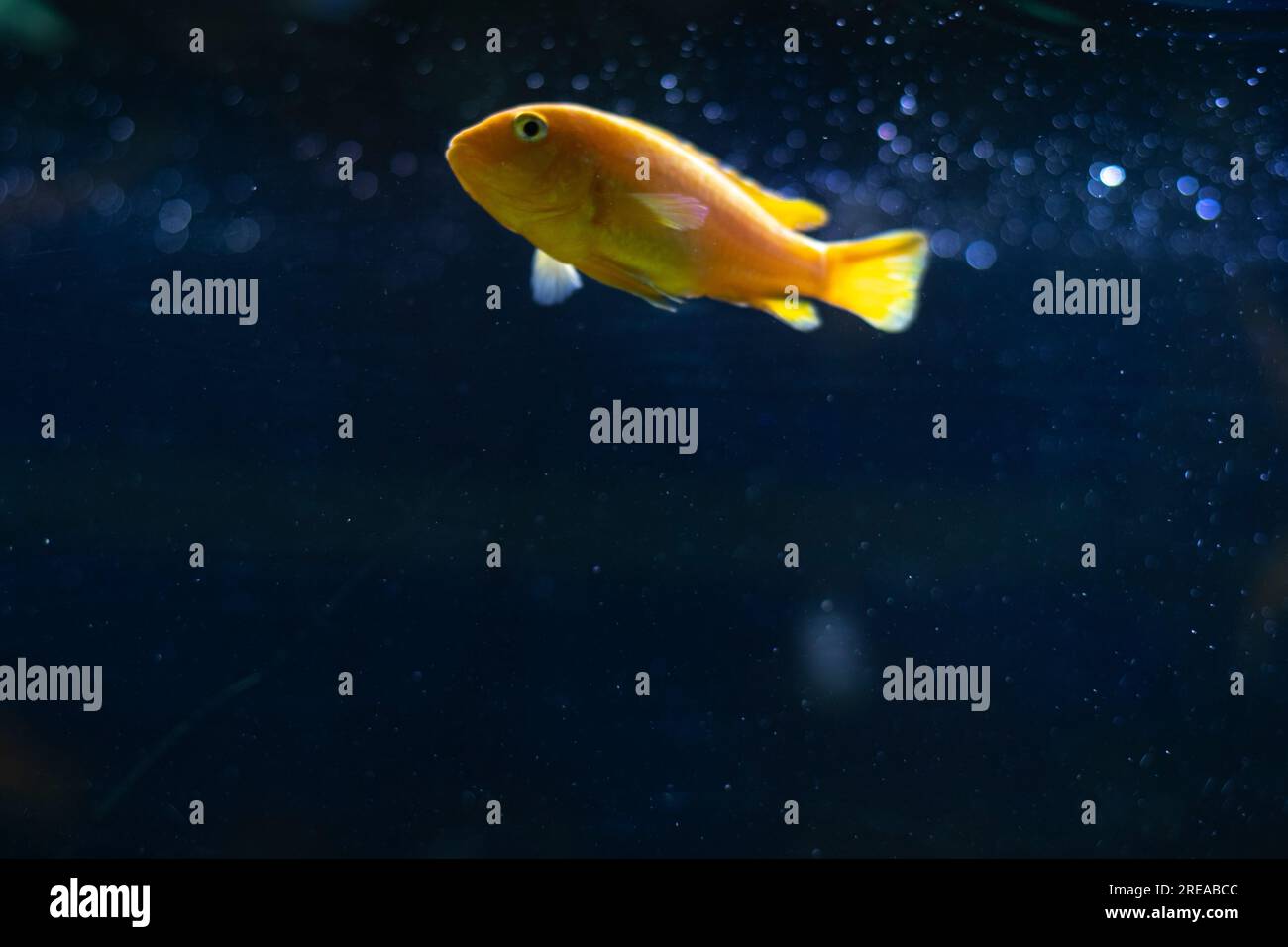 Fische im Aquarium atmen Luft. Der Fisch ging hoch. Luftblasen im Aquarium. Unterwasserwelt. Stockfoto