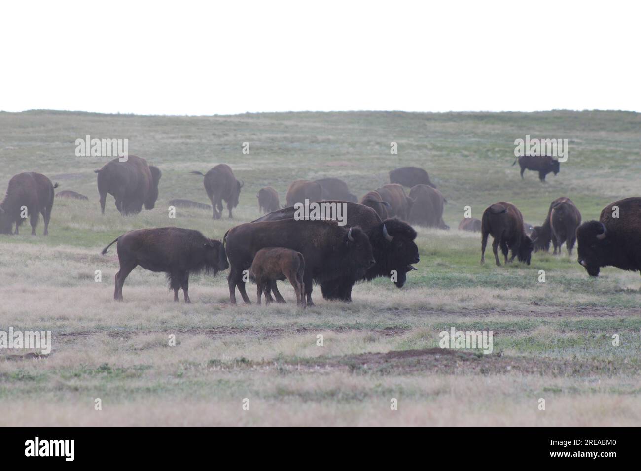Bisonherde Unterwegs Mit Baby Nursing Stockfoto